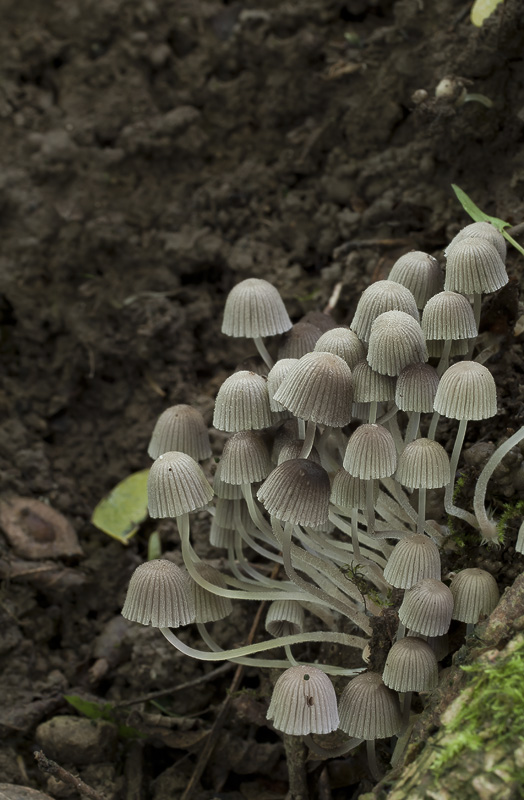 Coprinellus disseminatus